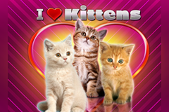 I Heart Kittens